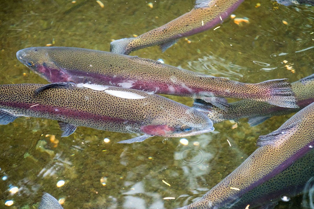 Rainbow Trout