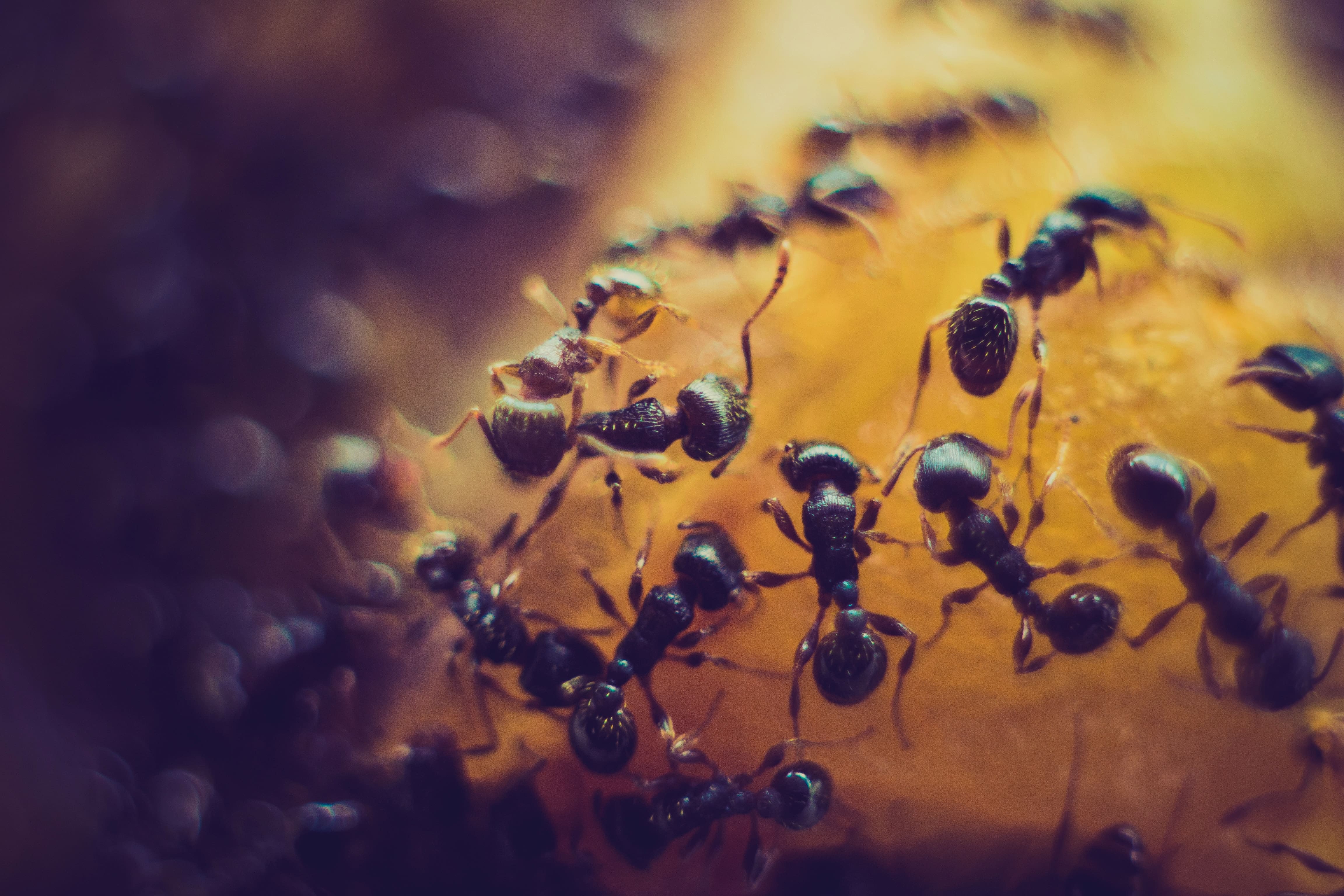 group-of-ants