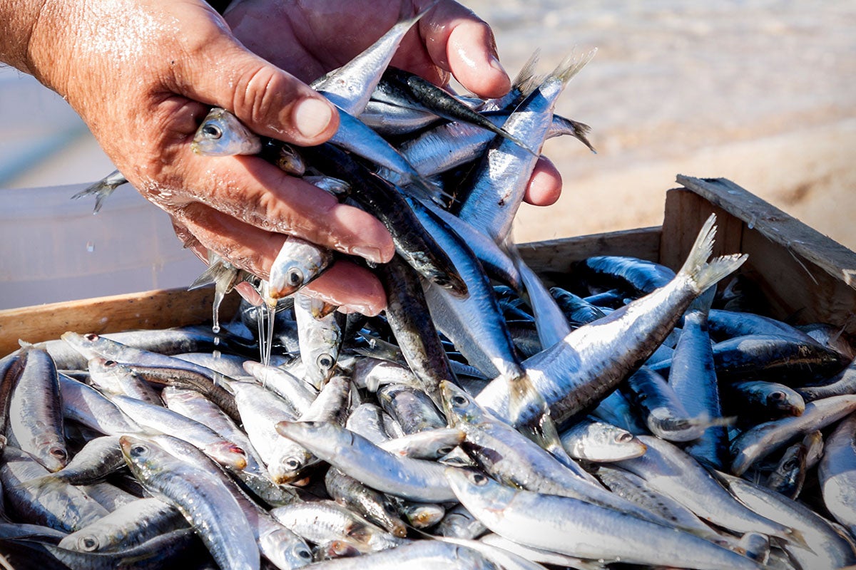 Sardines