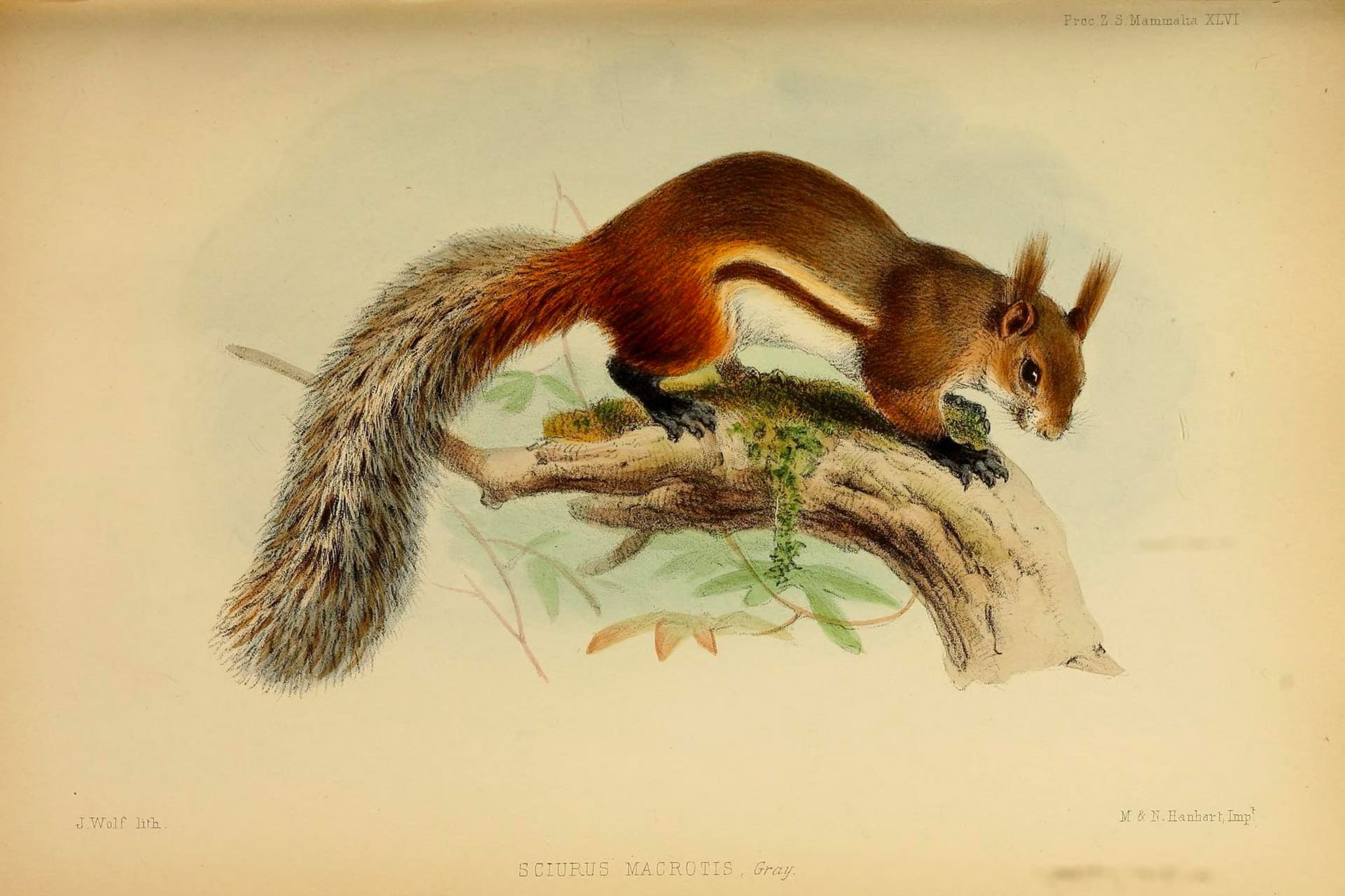 An illustration of a red squirrel.