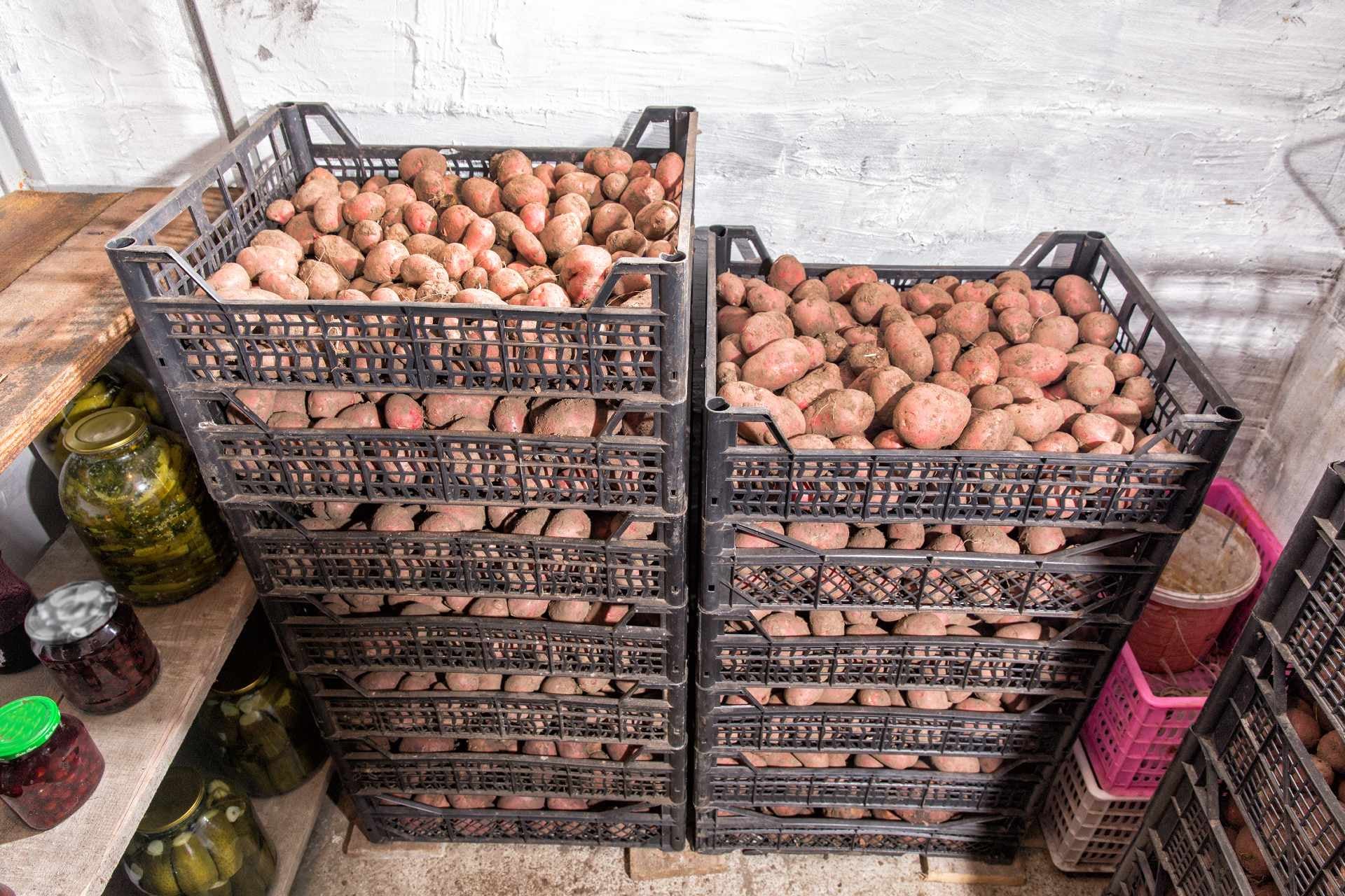 store-potatoes-keep-them-cool