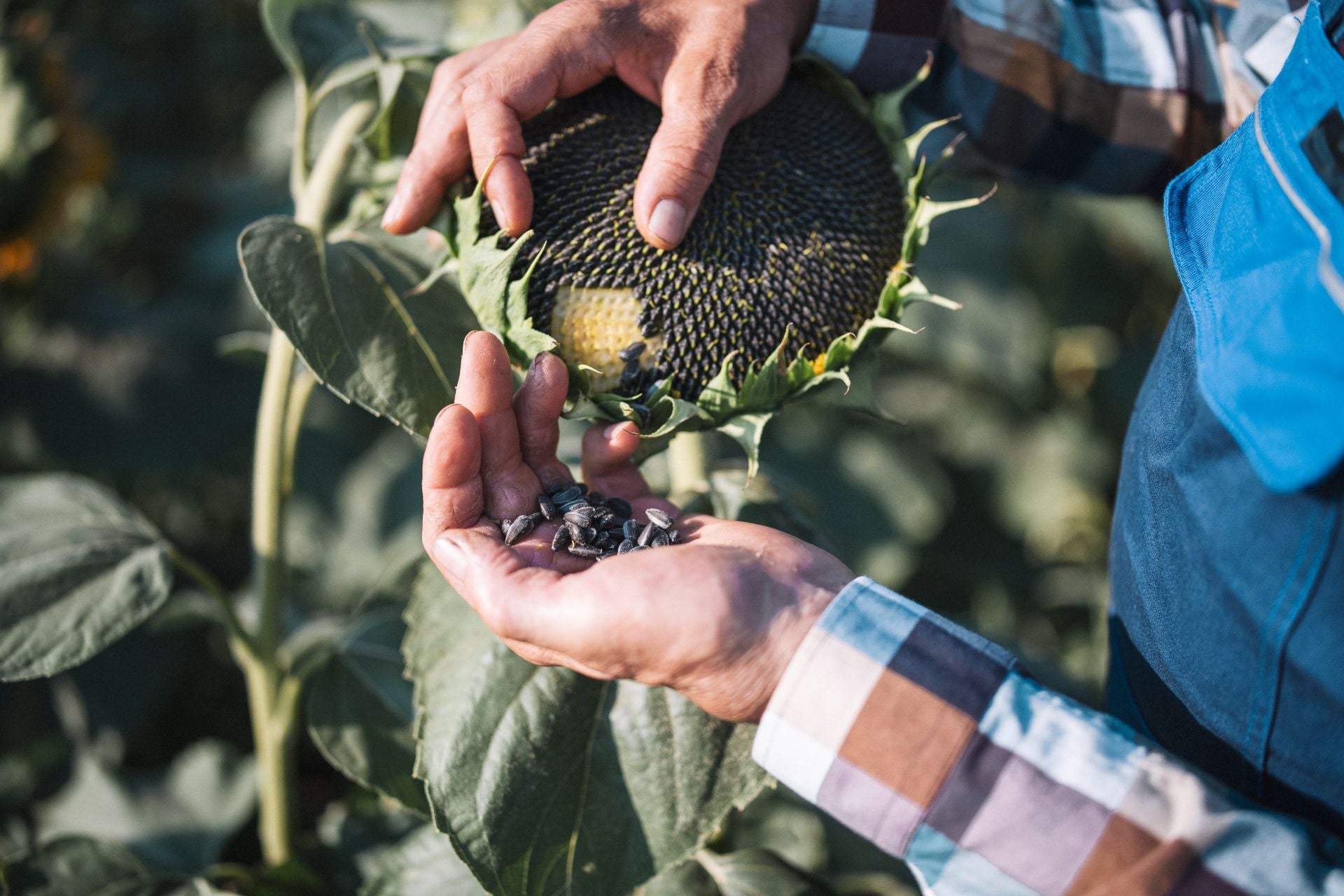 sunflower-seeds-nutrition