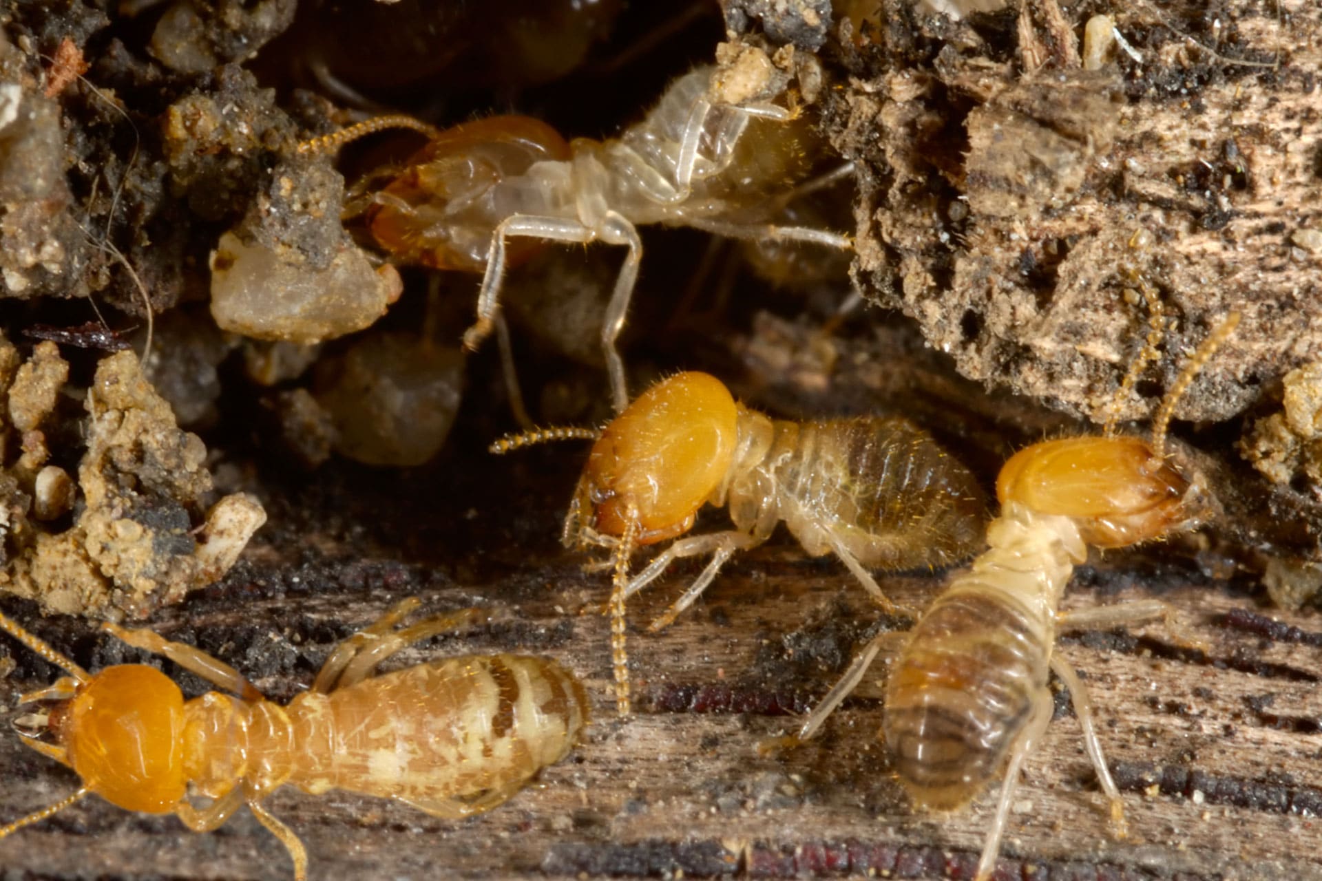 Termite