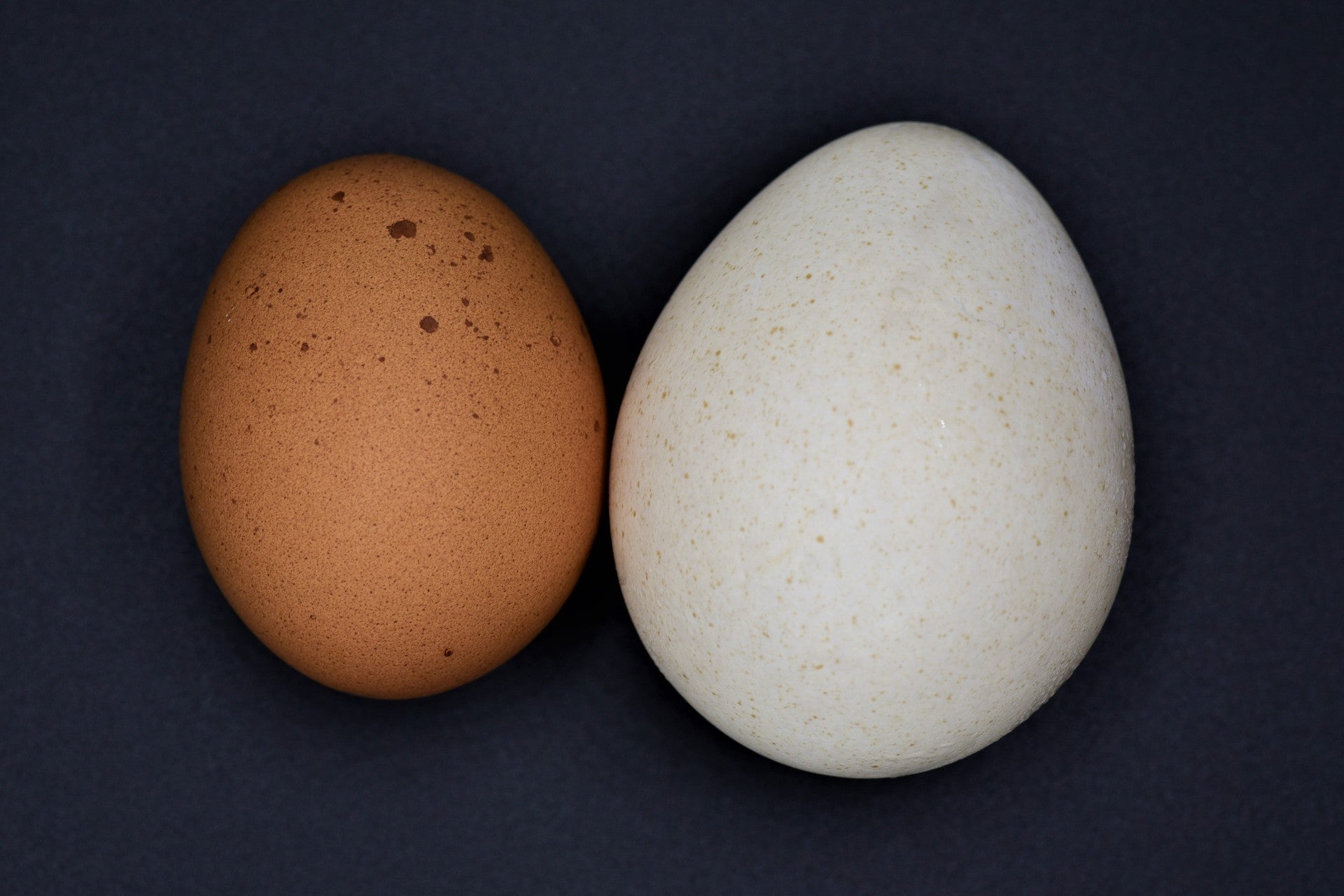 turkey-eggs-differences-with-chicken-eggs