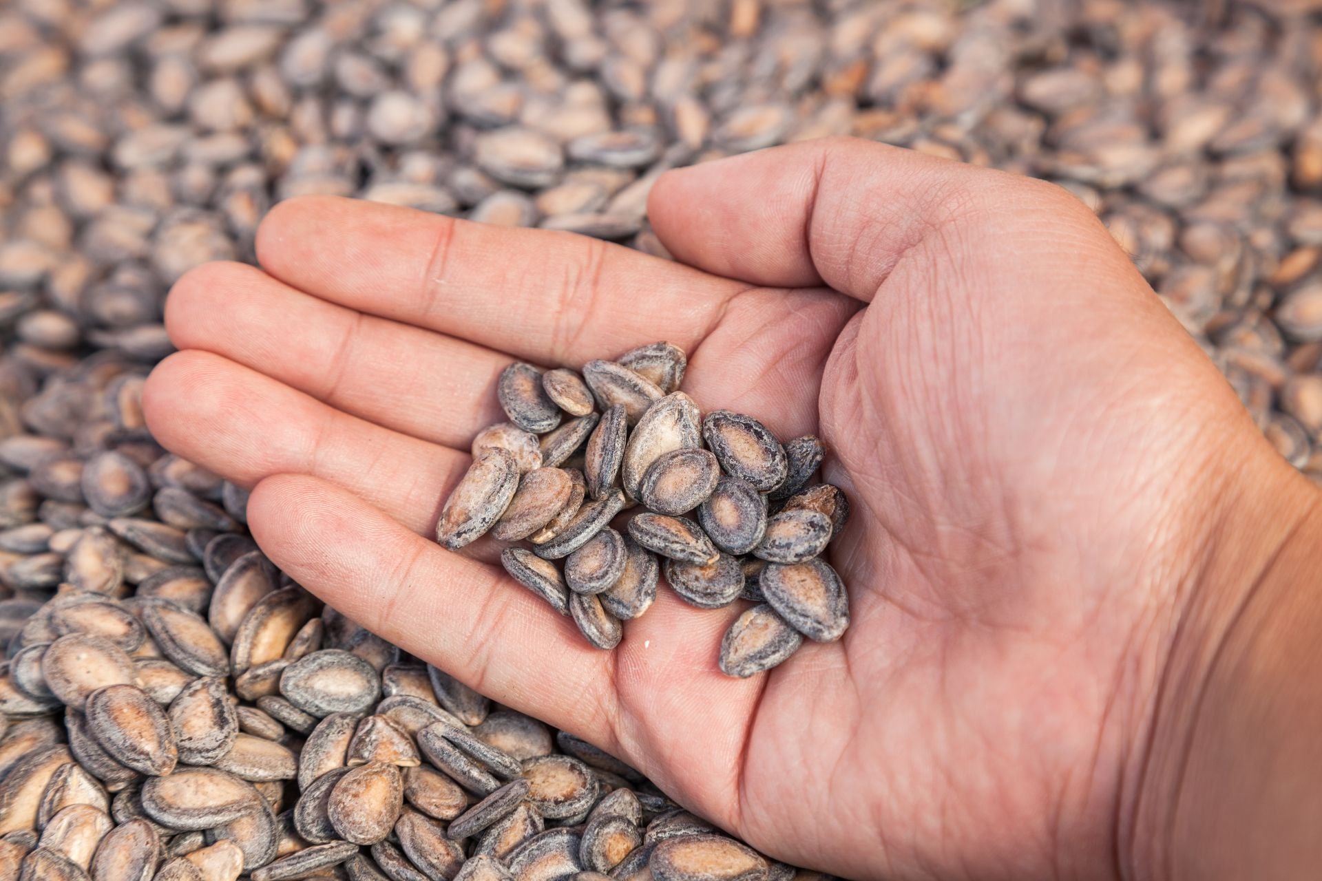 watermelon-seeds-health-benefits