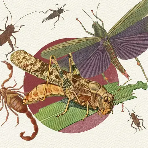 insects