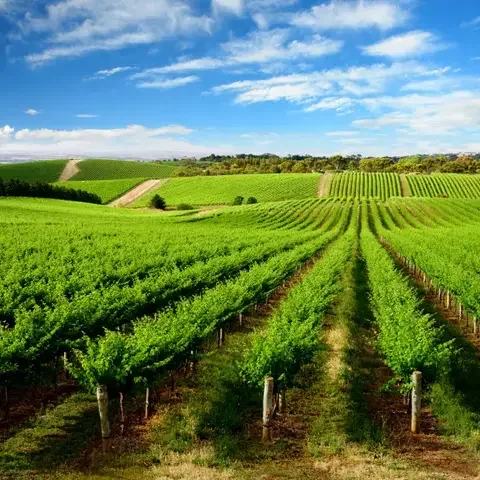 Barossa Valley