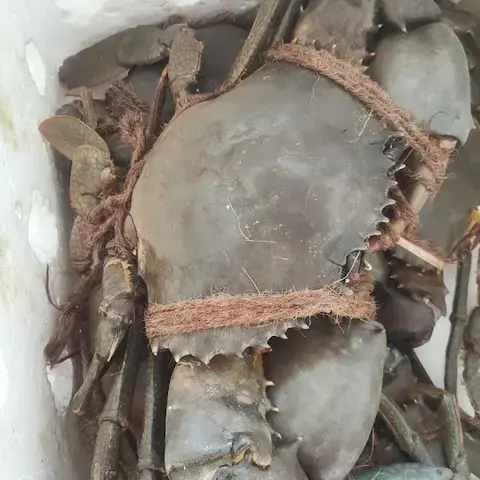 Sin Huat Eating House (新蕟餐廰)