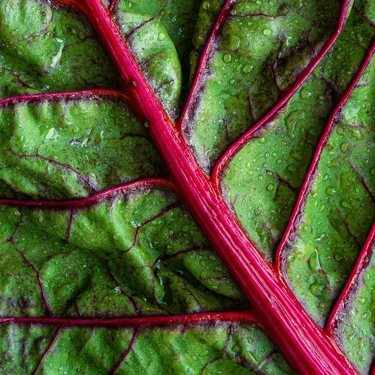 Leafy greens with purple veins.