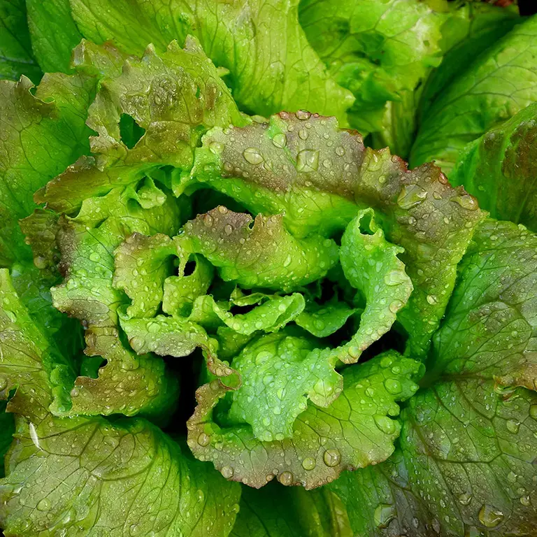 A lettuce covered in water droplets.