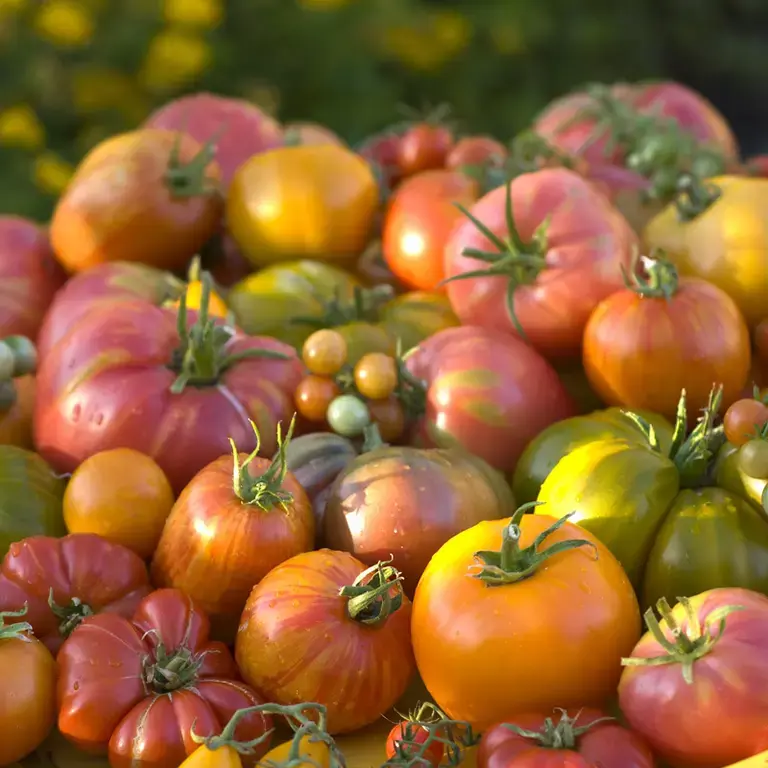 Selection of heirloom tomatoes.