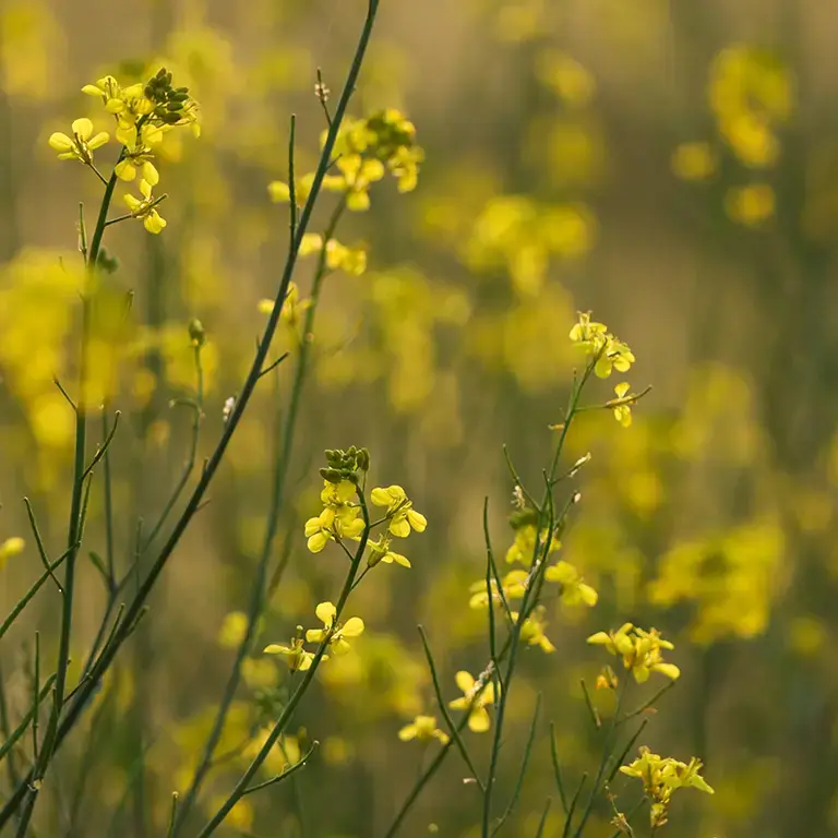 Yellow brassica flowers.