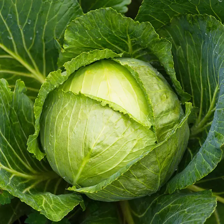 One cabbage with plentiful leaves.