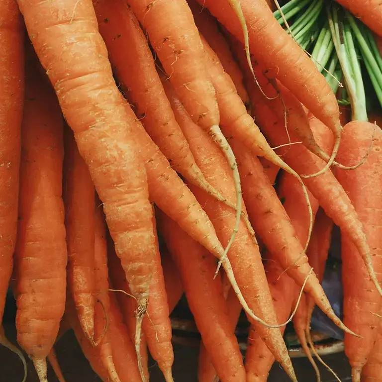 A bunch of orange carrots.