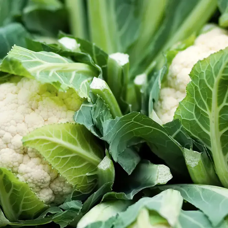 Numerous cauliflowers.