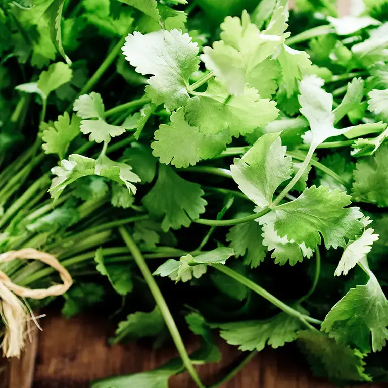 A bunch of coriander, tied with twine.