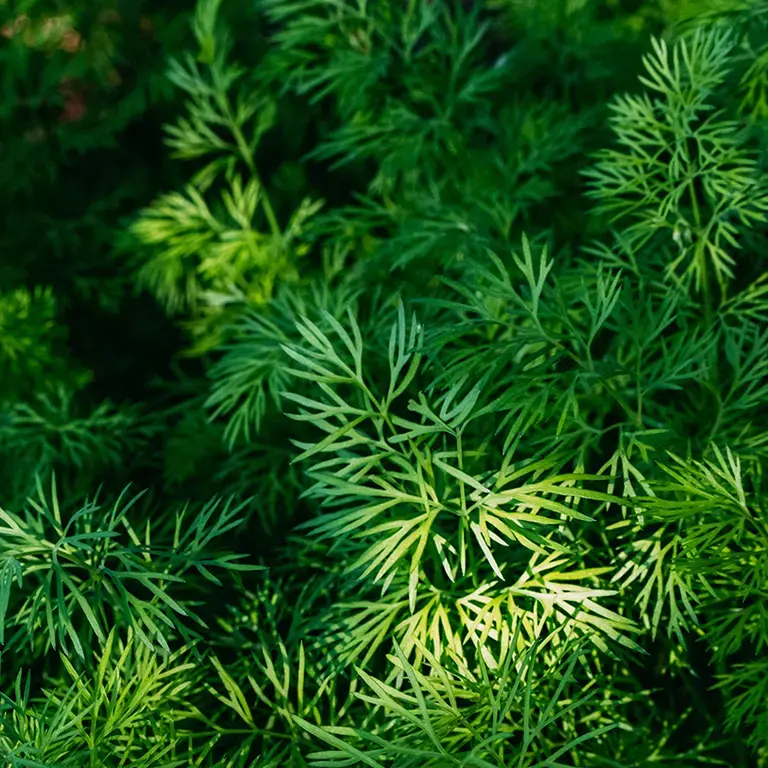 Green dill plants.