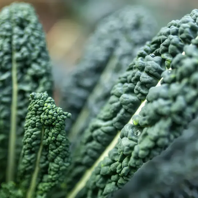 Dark green kale leaves.