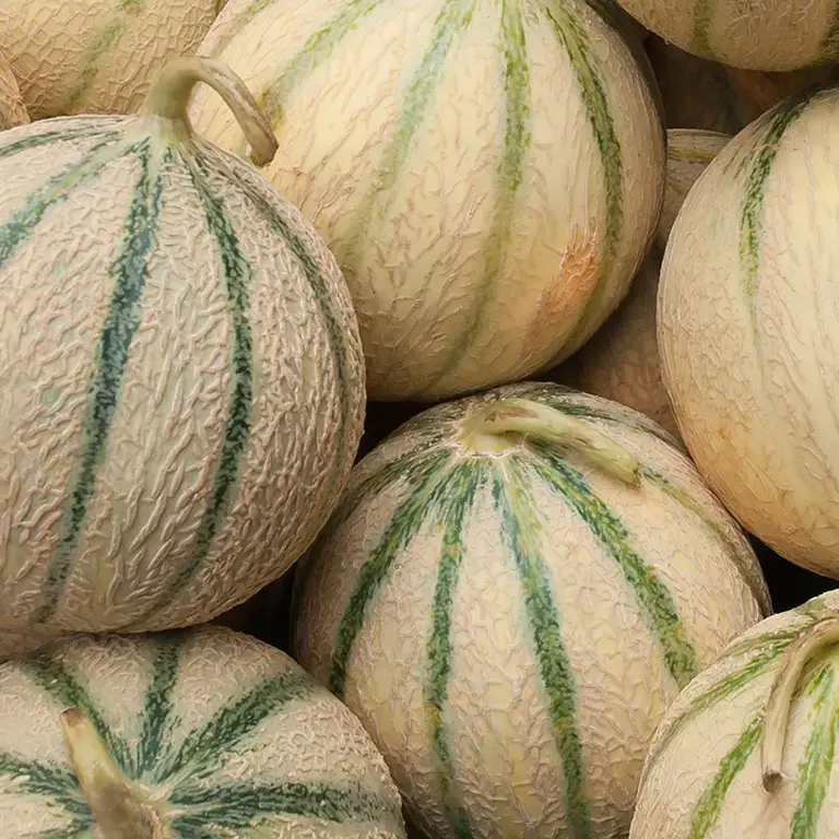 Numerous melons.