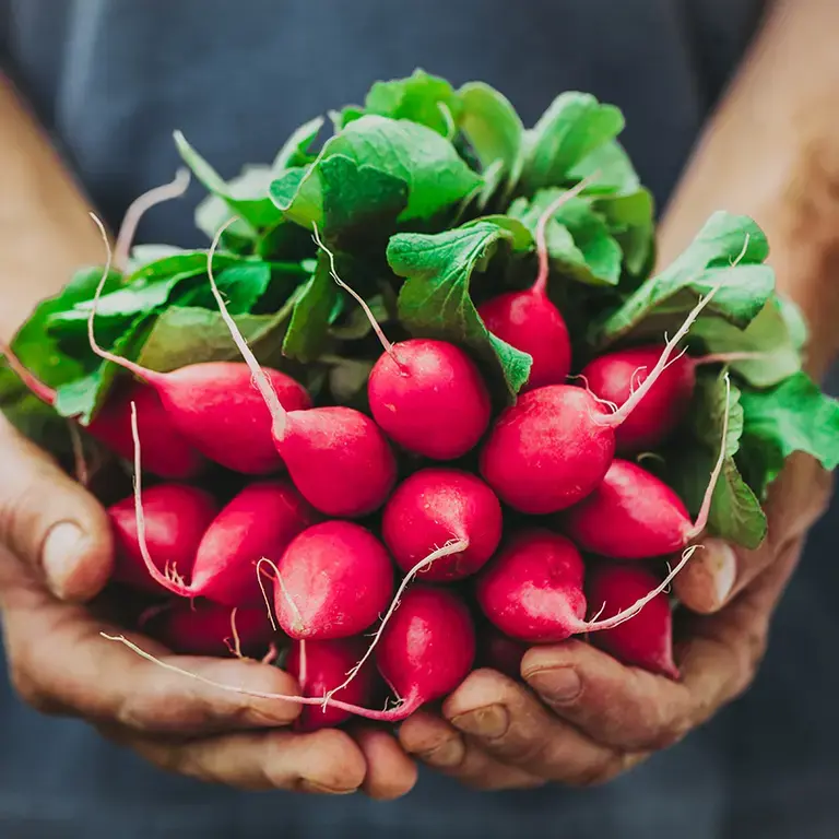 A person holding a bunch of radishes.