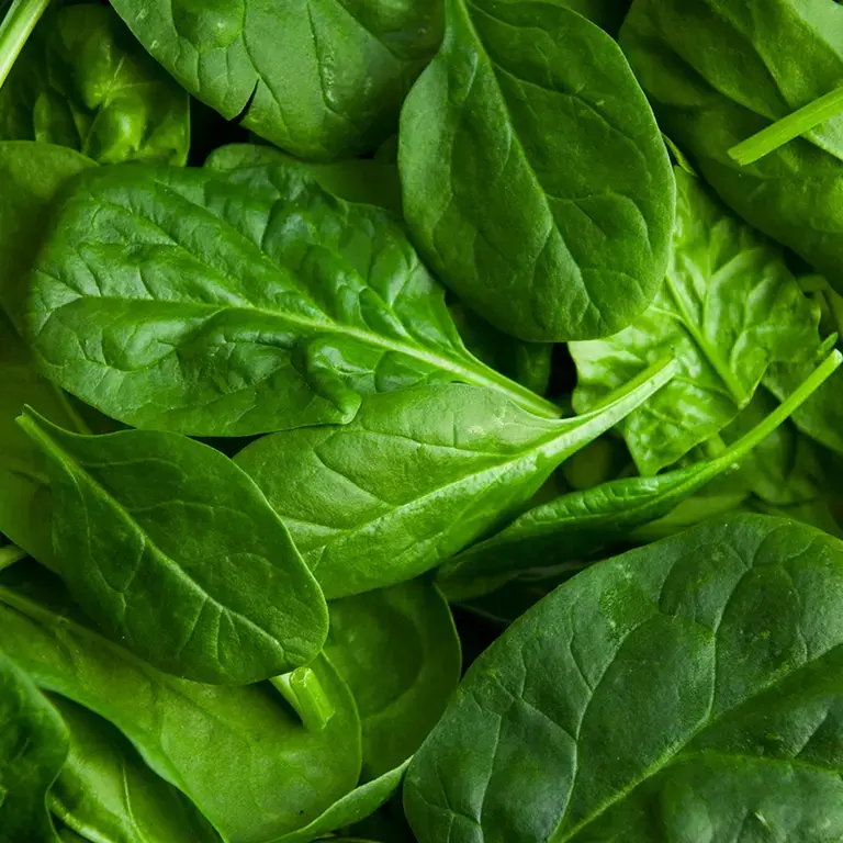 Green spinach leaves.