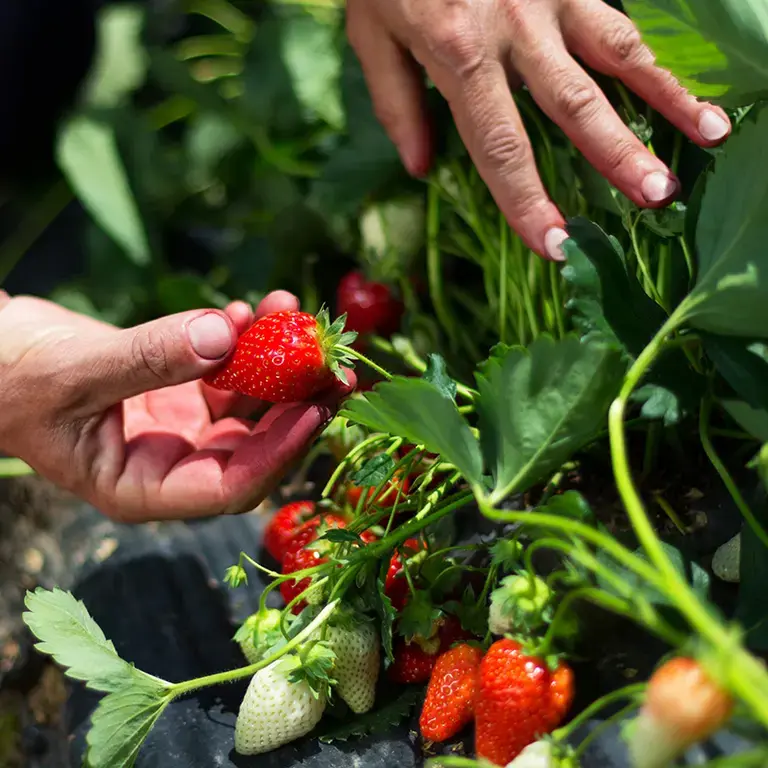 A person holding a strawberry still on the plant.
