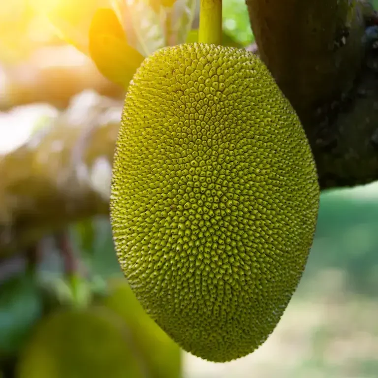 Jackfruit