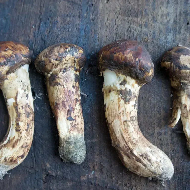 Matsutake mushroom most expensive stockfood