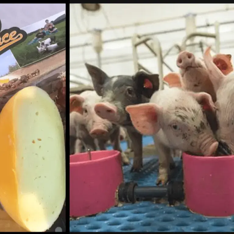 Original_11207_pig-cheese-title