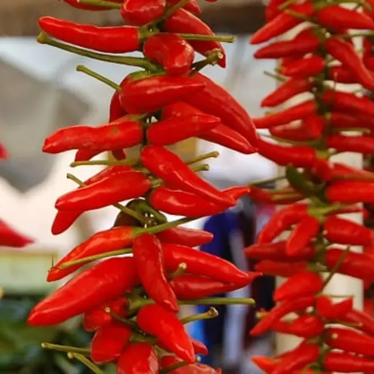 Kitchen Superstition: the Mysterious Uses of Chilli Pepper