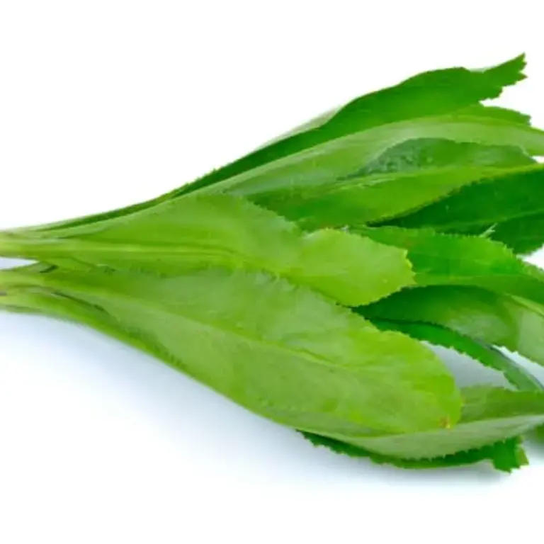 What Is Culantro? Get To Know This Caribbean Herb