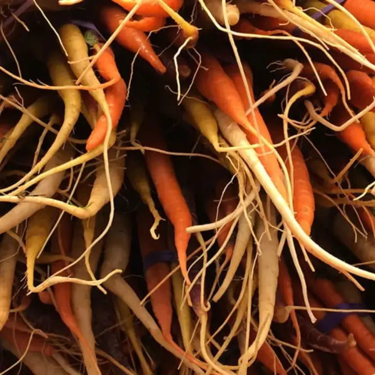 Original_13636_Roots-vegetables-FDL-TP