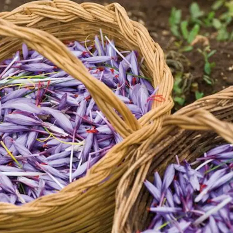 10 Typical Food Products from Abruzzo, Italy