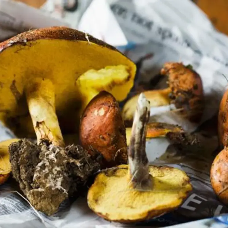 Fruits and Vegetables in season in november