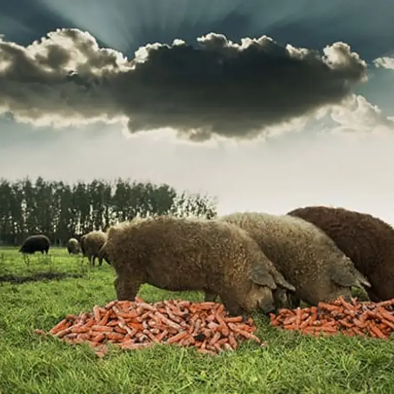 Original_14172_1-kep-b--1-