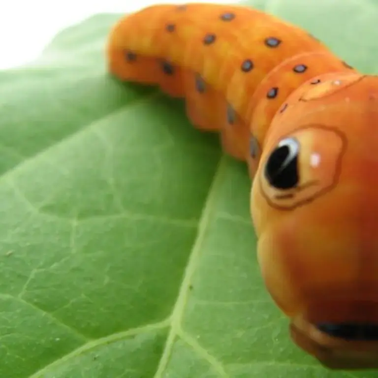 Original_1483_caterpillar