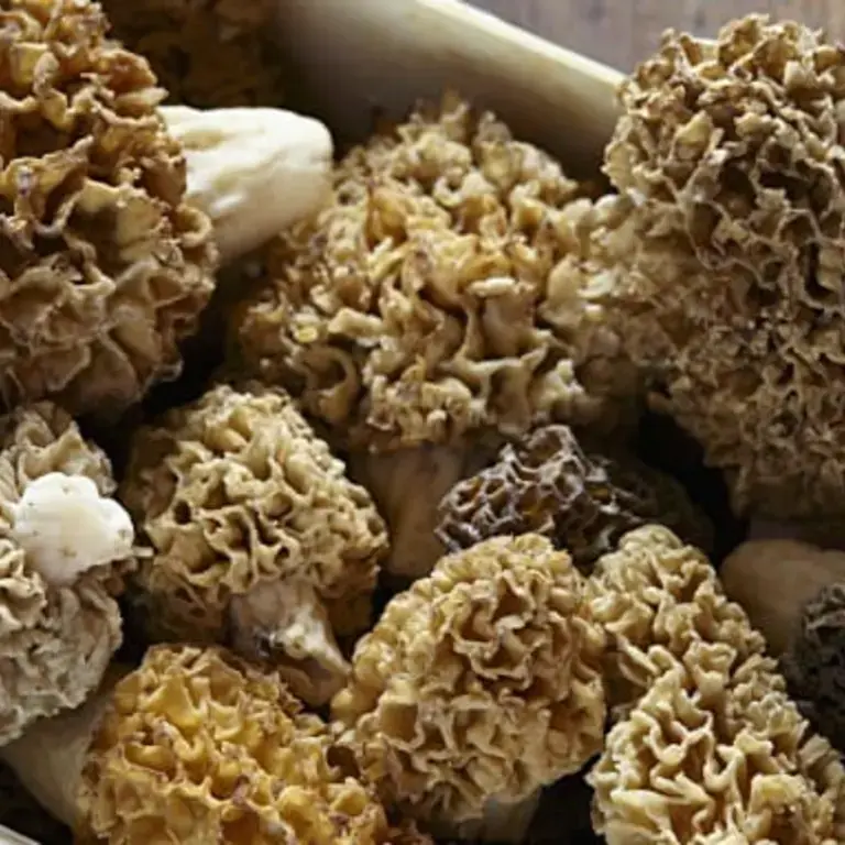 How To Clean, Prep and Cook Morel Mushrooms