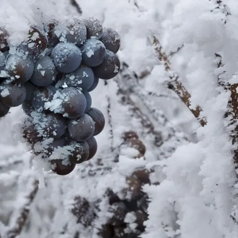 Five Ice Wines to Melt your Heart