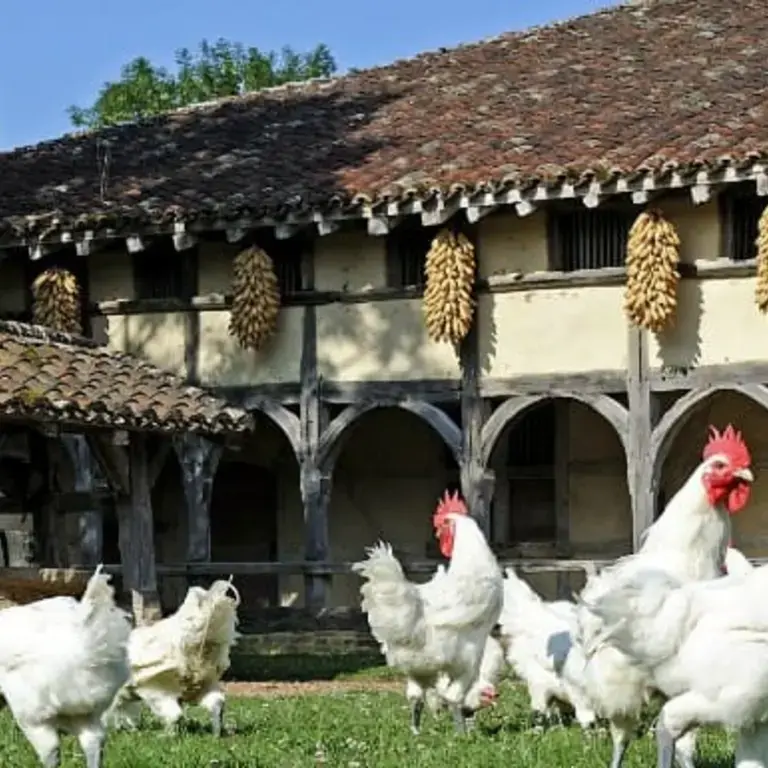 Poulet de Bresse: The Superior Chicken