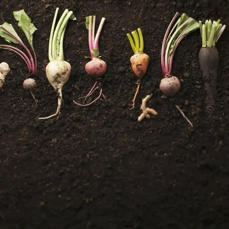 List of Root Vegetables: 11 Favourites plus Recipes