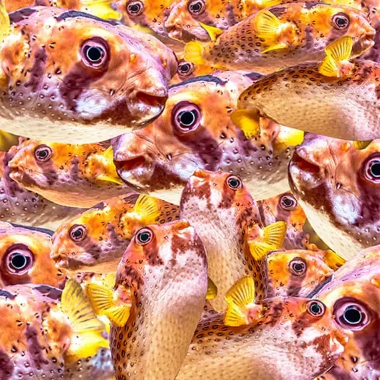 Fugu Japanese fish