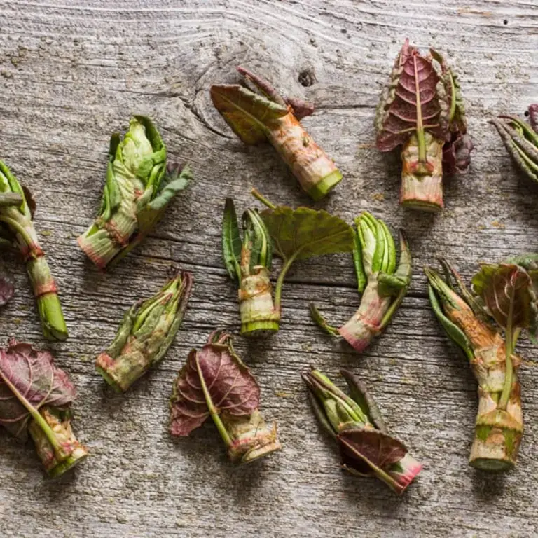 4 Recipes to Fall in Love with Japanese Knotweed