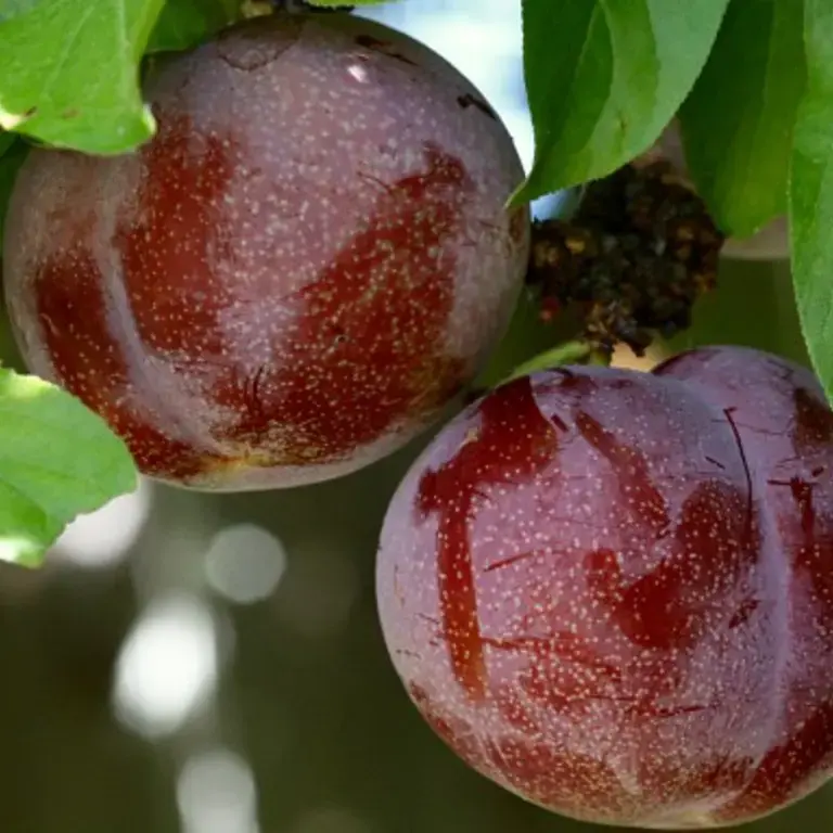 What Is A Pluot?