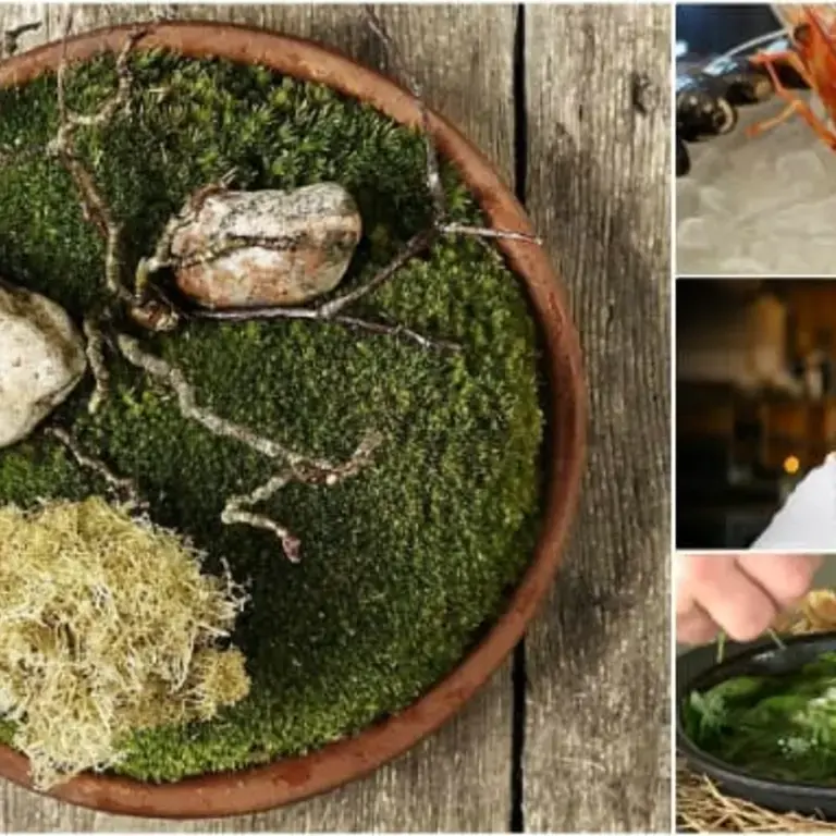 7 Iconic Dishes From René Redzepi