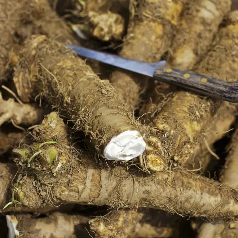 Horseradish: How to Tame this Spicy Root Vegetable