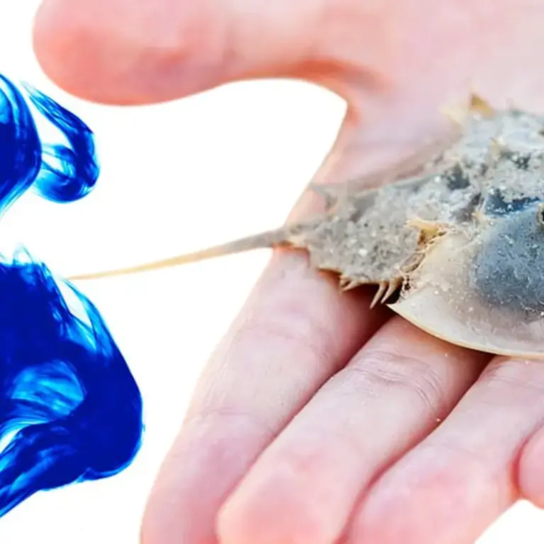 The Blue Blood of This Crab is Worth $60,000 a Gallon