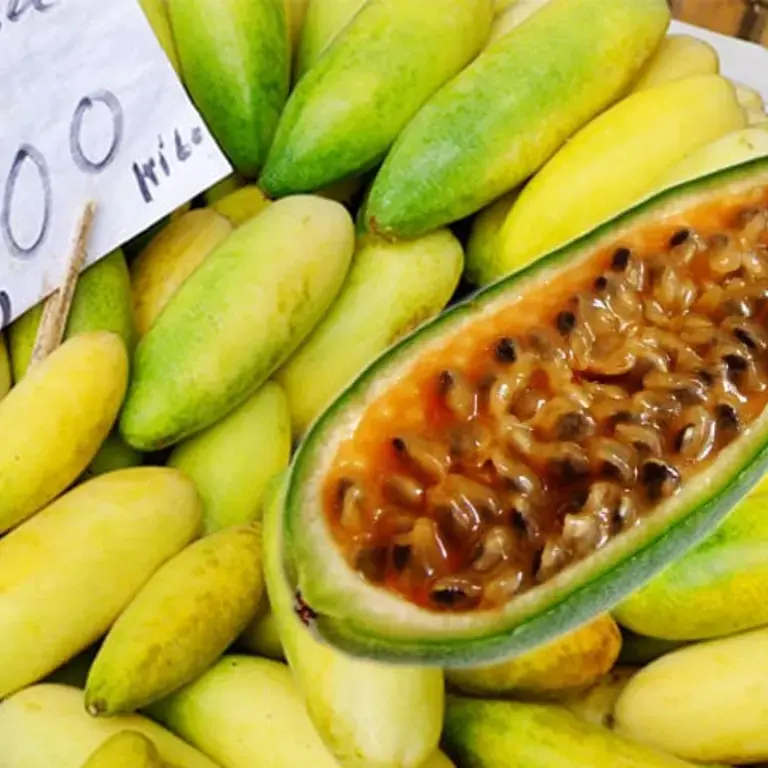 Banana Passionfruit, An Exotic Fruit from the Andes
