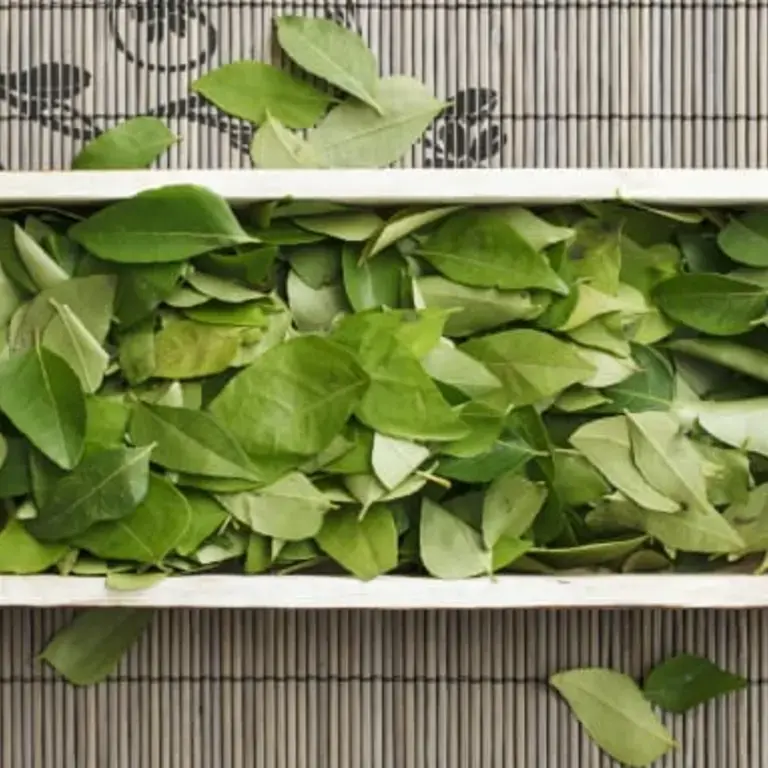 Curry Leaf: Understanding This South Indian Spice