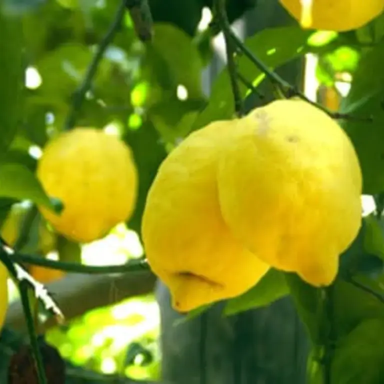 Original_523_buy-sorrento-lemons-083