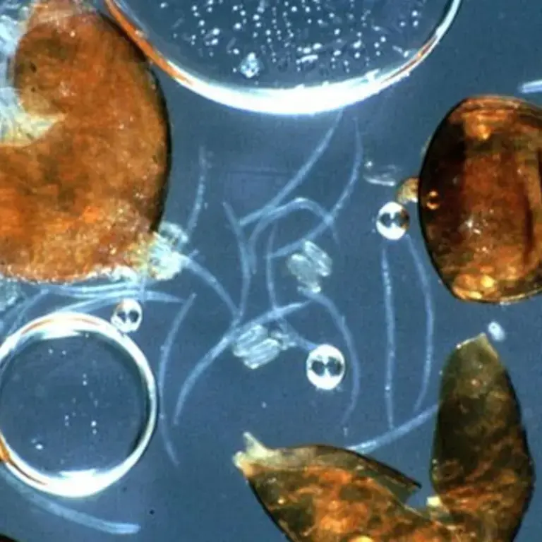 Original_6089_science-fried-fries-finedininglovers